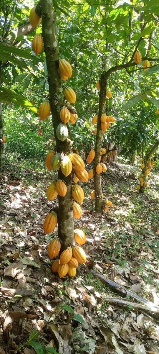 Fresh cocoa beans from Sisi Ayoola partner farms