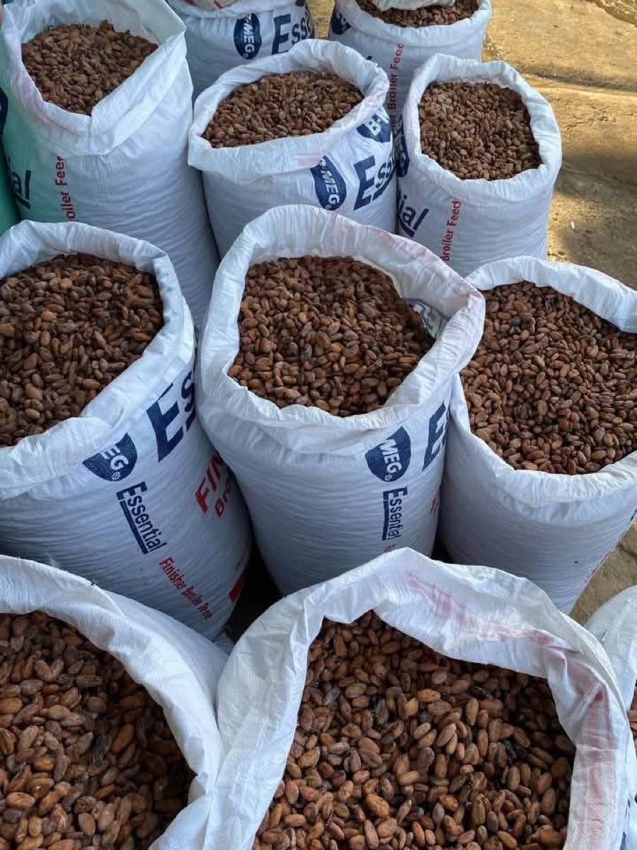 Cocoa beans stored in sacks