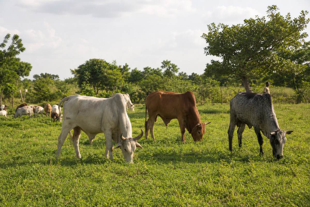 Cattle and goats on a Nigerian farm pasture