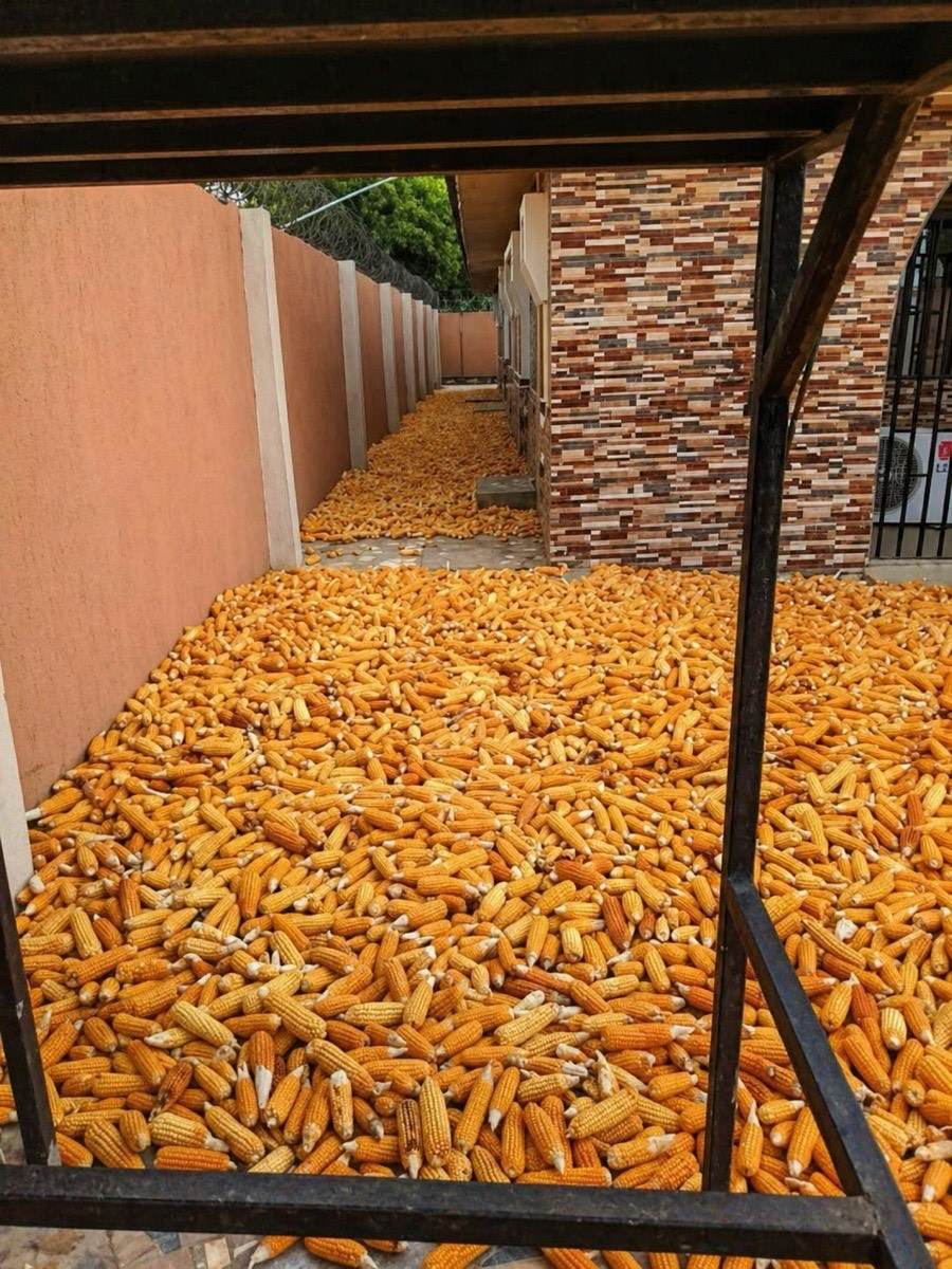 Dry maize prepared for market